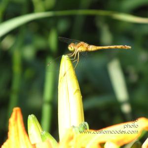 20100710DragonFly