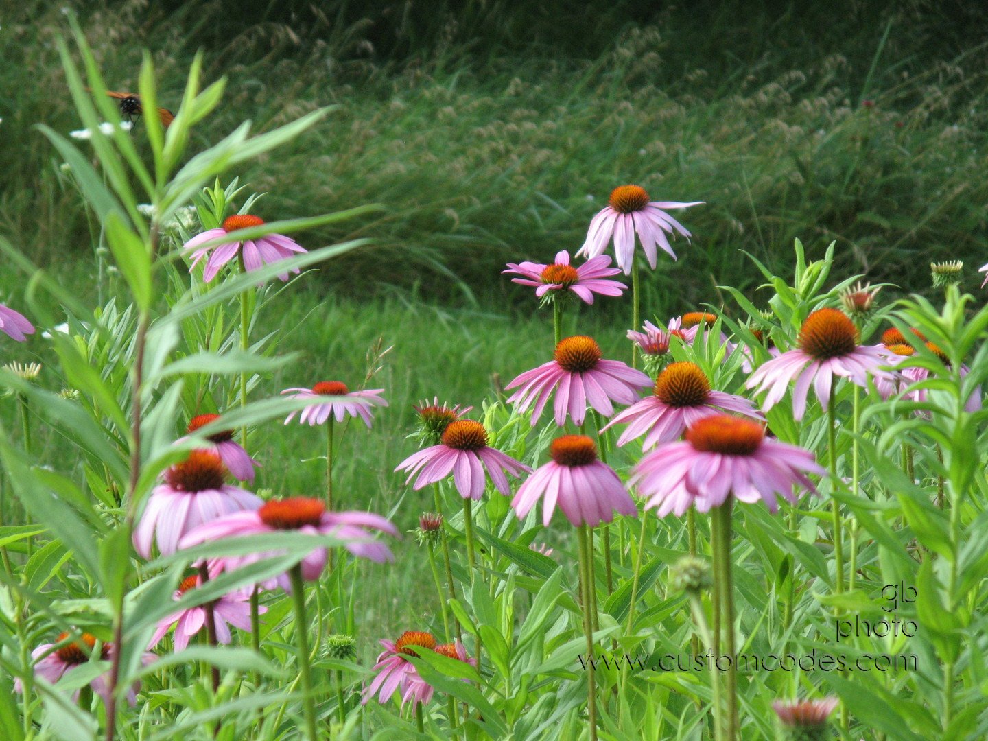 20100710AlmostAMonarch
