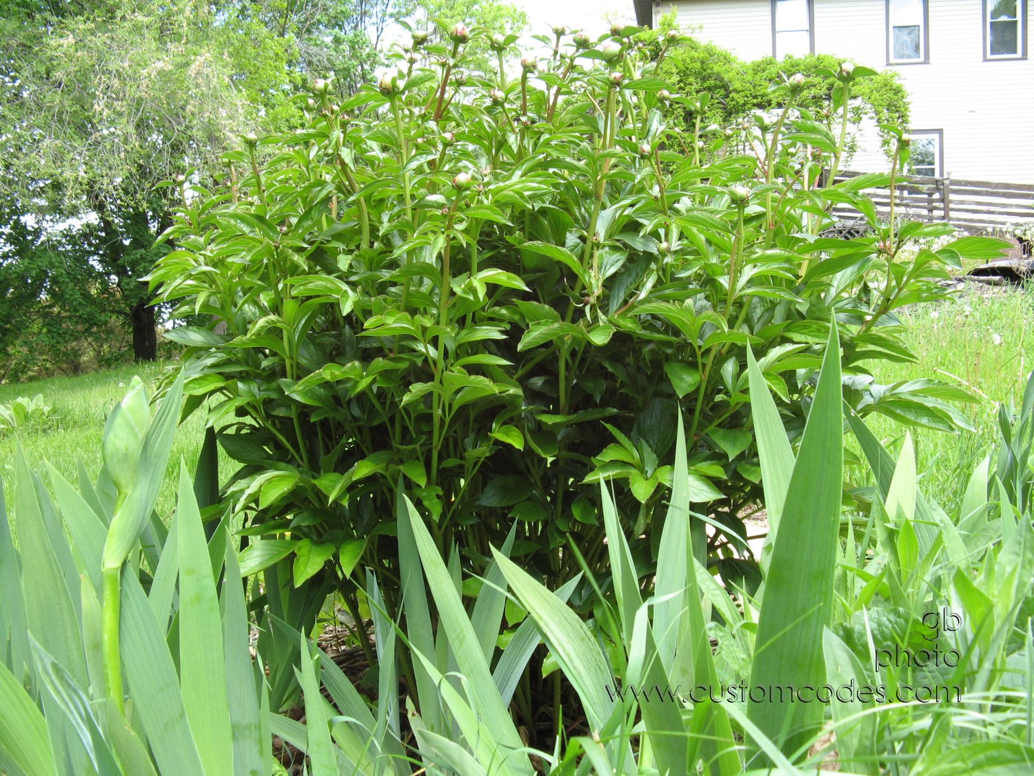 peonyInBud