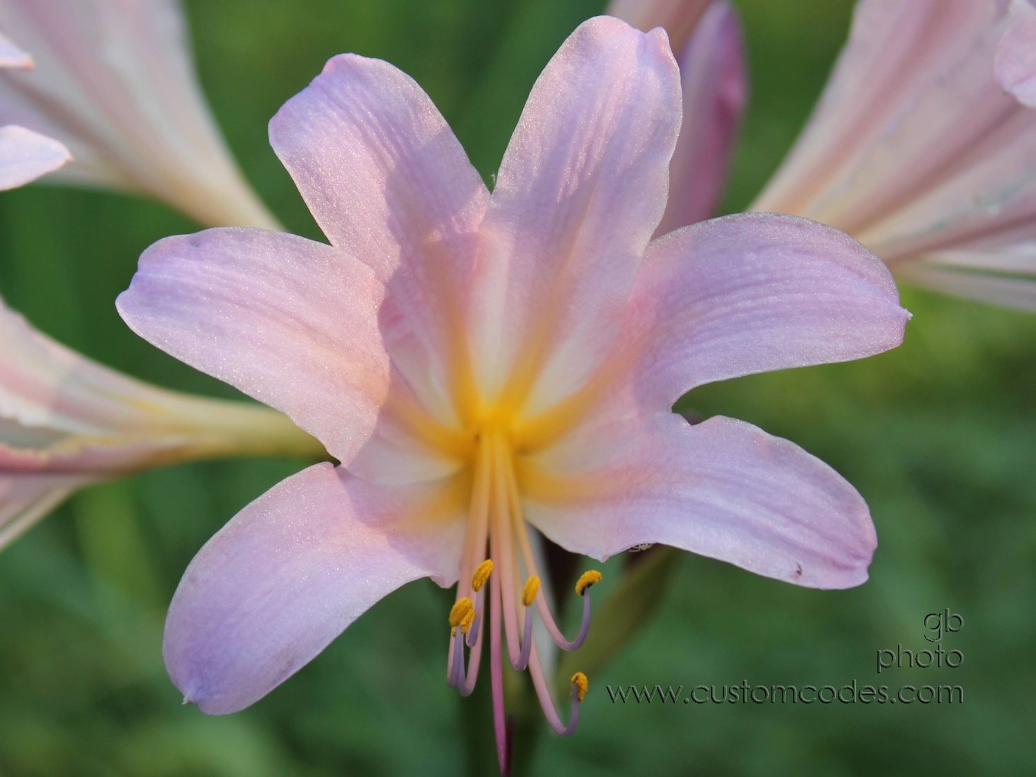 MagicLily