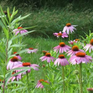 20100710AlmostAMonarch
