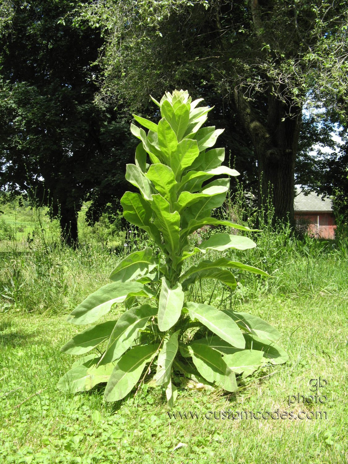 20100626_mullein_r