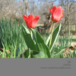 FirstTulip100403