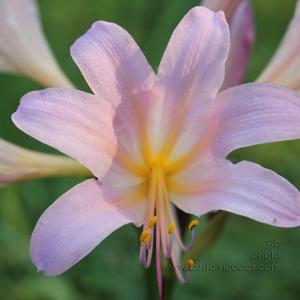 MagicLily