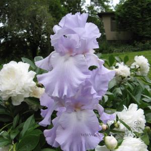 IrisWithPeonies