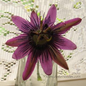 passionFlowerKitchenWindow