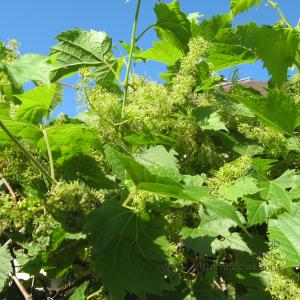 grapesInFlower