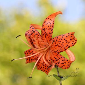 Tiger Lilly