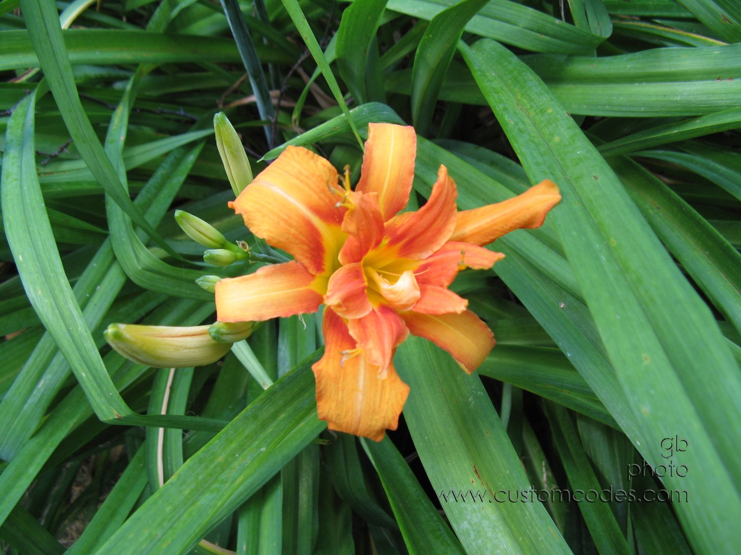 20100710OrangeDayLilly