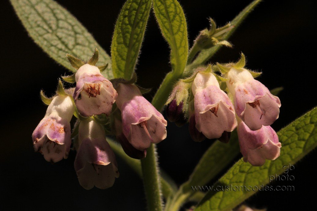 comfreyflowers_2010_0912