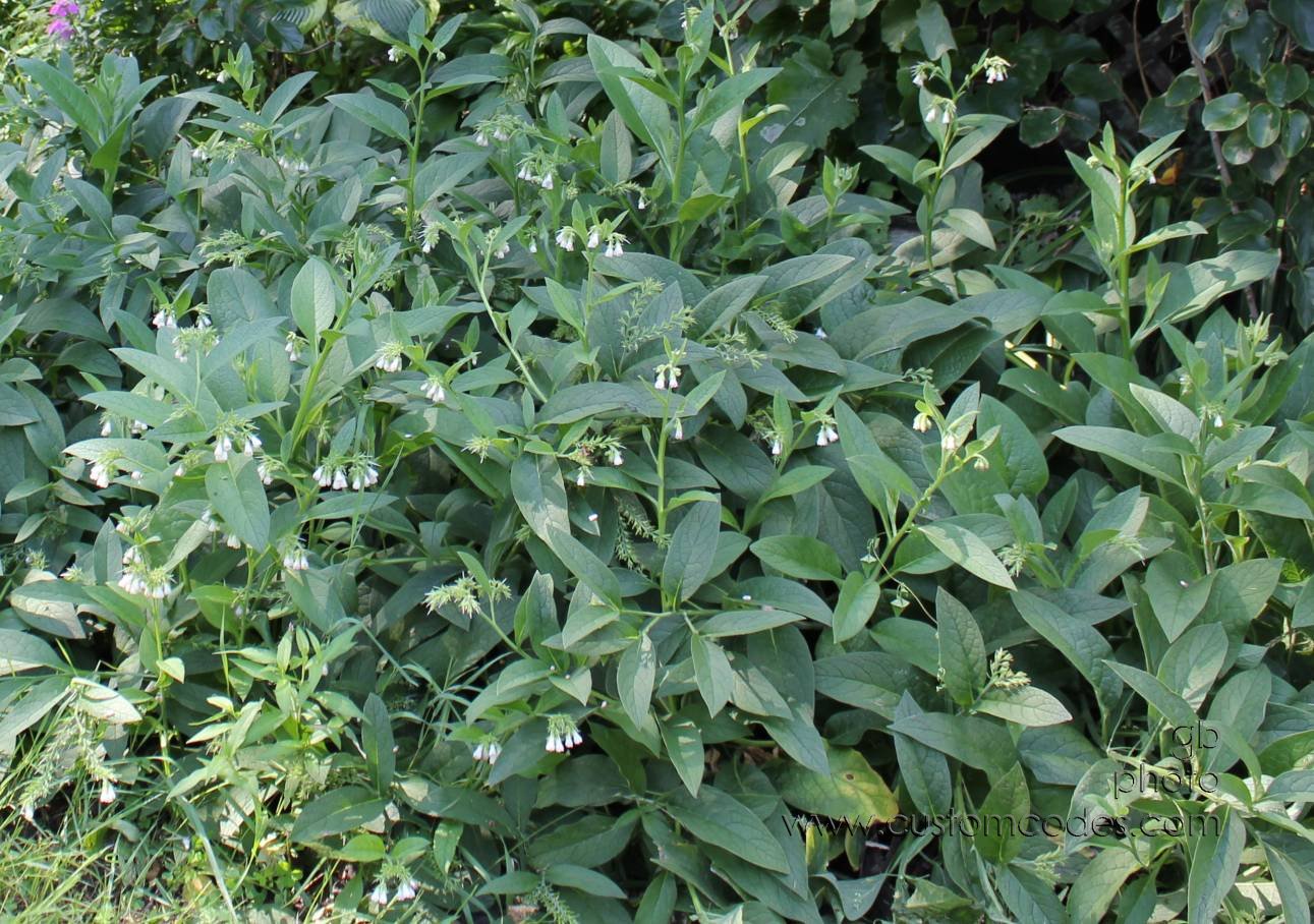 2010_07_25_Comfrey