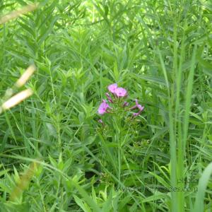20100710SurpriseInTheGoldenrod