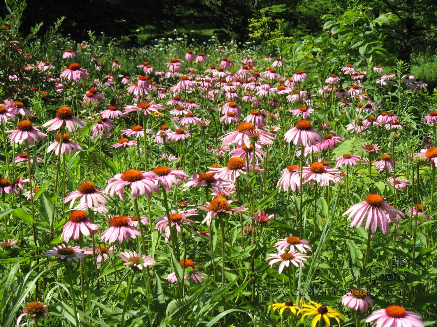 20100710prairieConeflowers