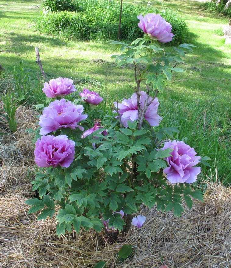 TreePeonyBush_20120513