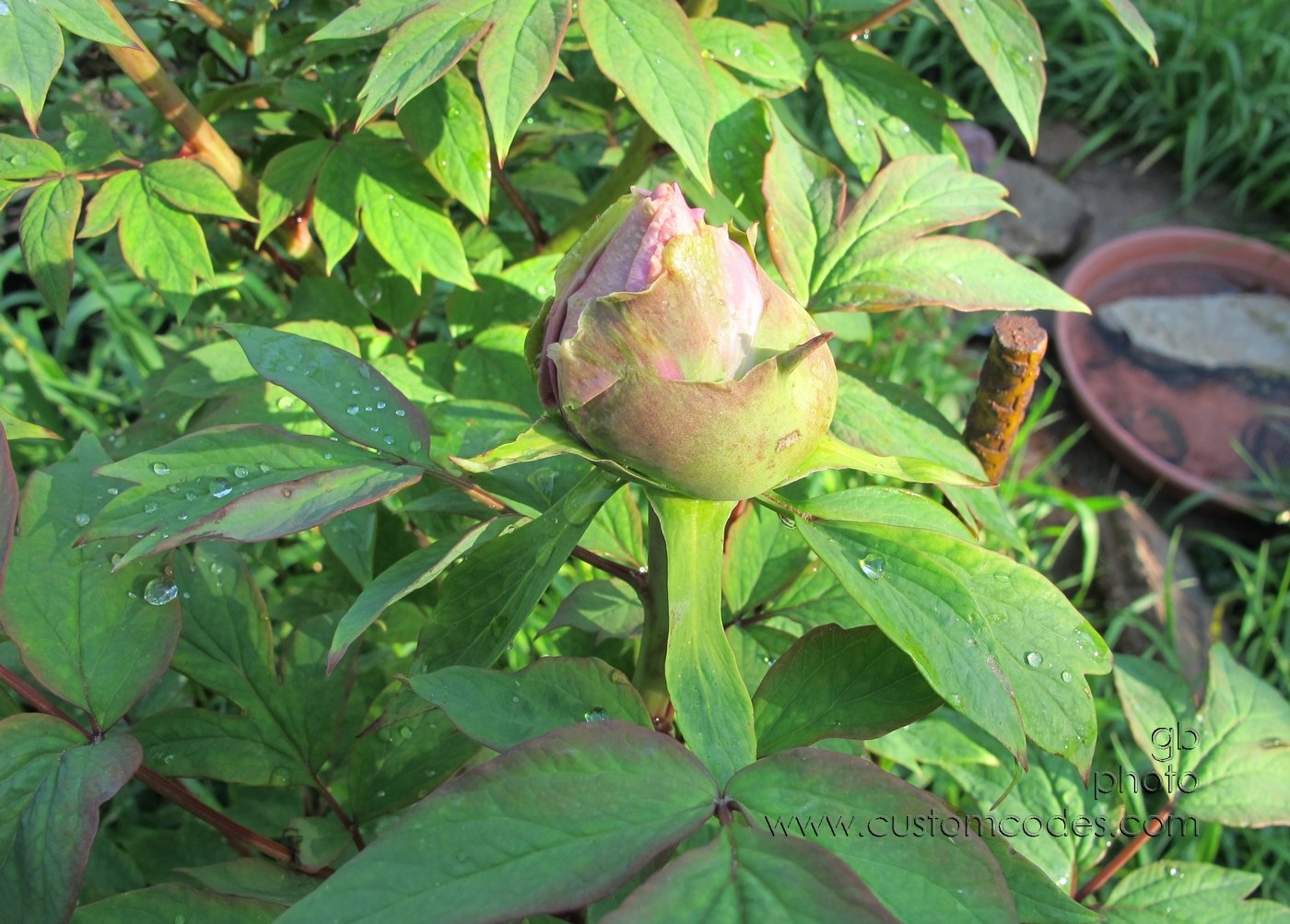 TreePeony_2012_0503