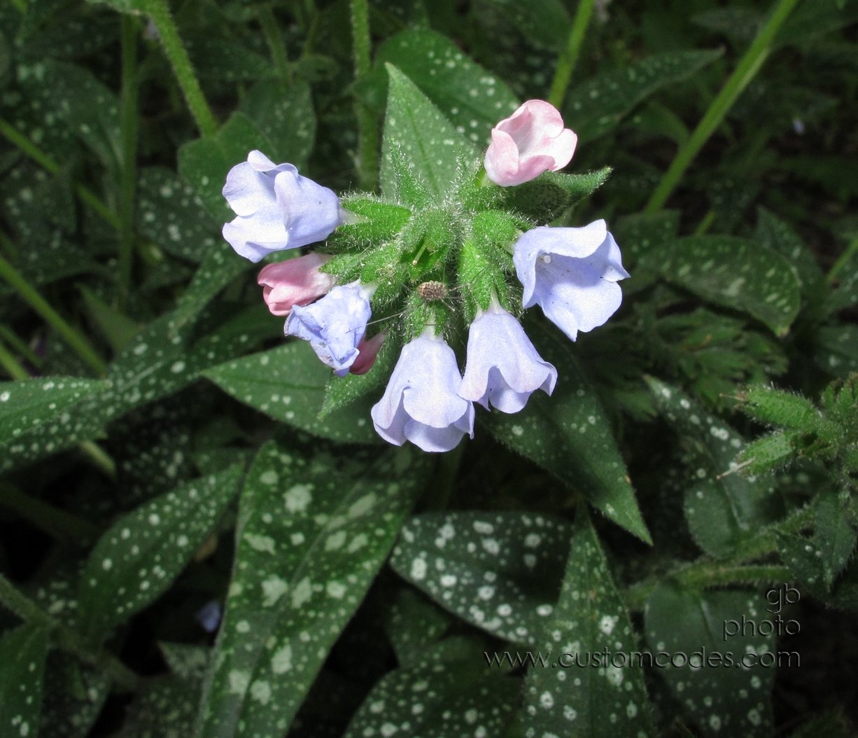 SpiderOnPulmonaria_2_20120513