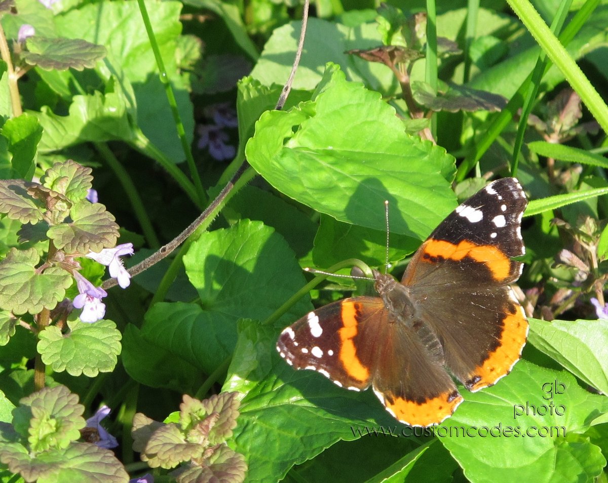 ButterflyOnViolets_20120503