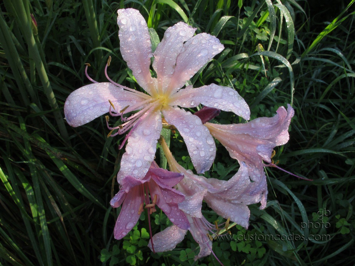 MagicMorning_20120731