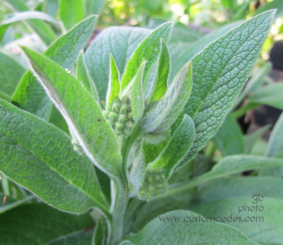 Comfrey_20120503