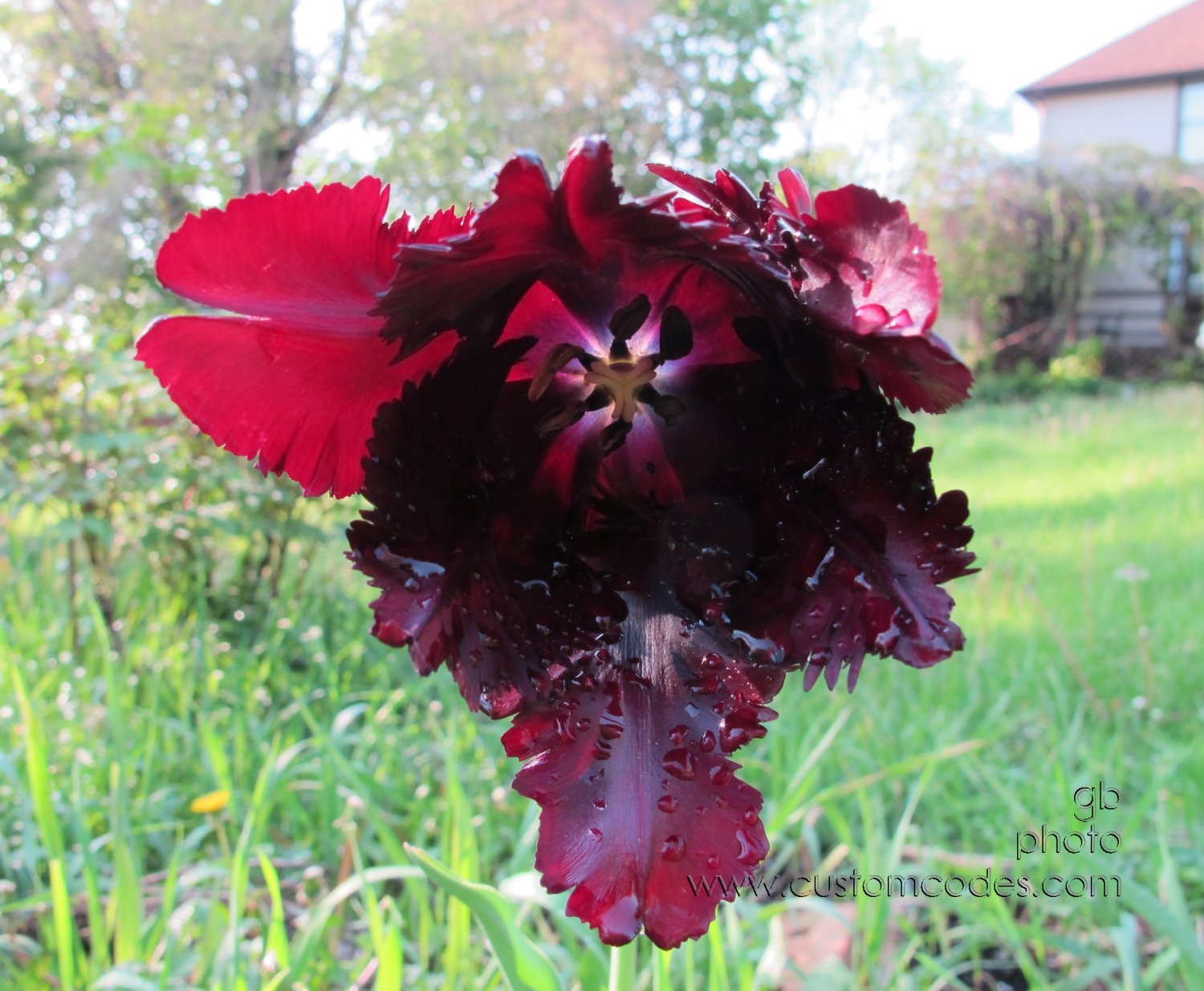 SideSweptTulip_2012_0503