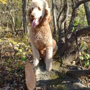 2015-11-04Helper