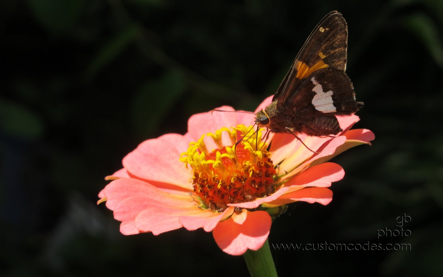 zinnia_butterfly_20150809