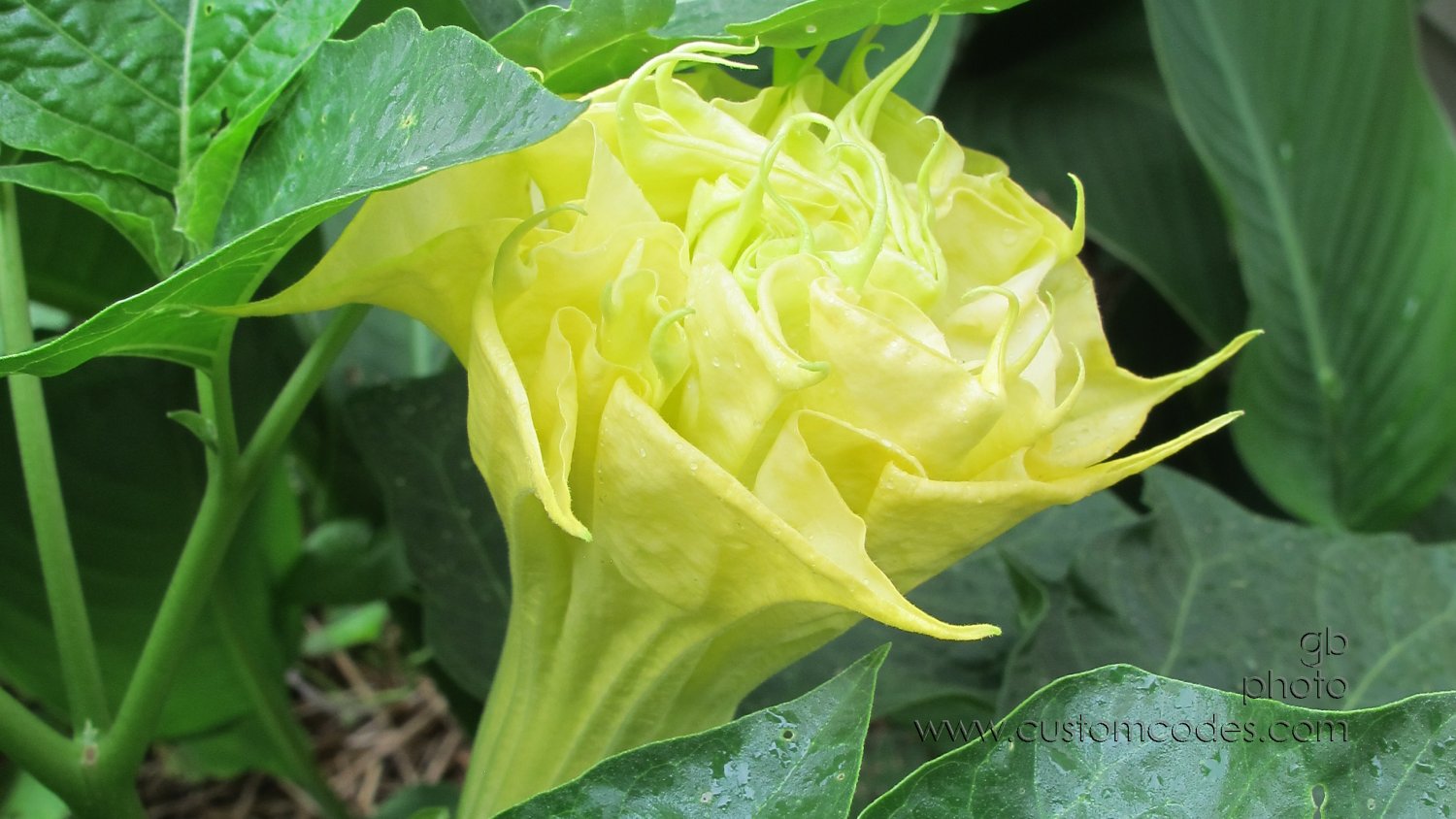 MooonFlower_20150809