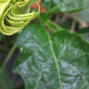 moonFlowerBud