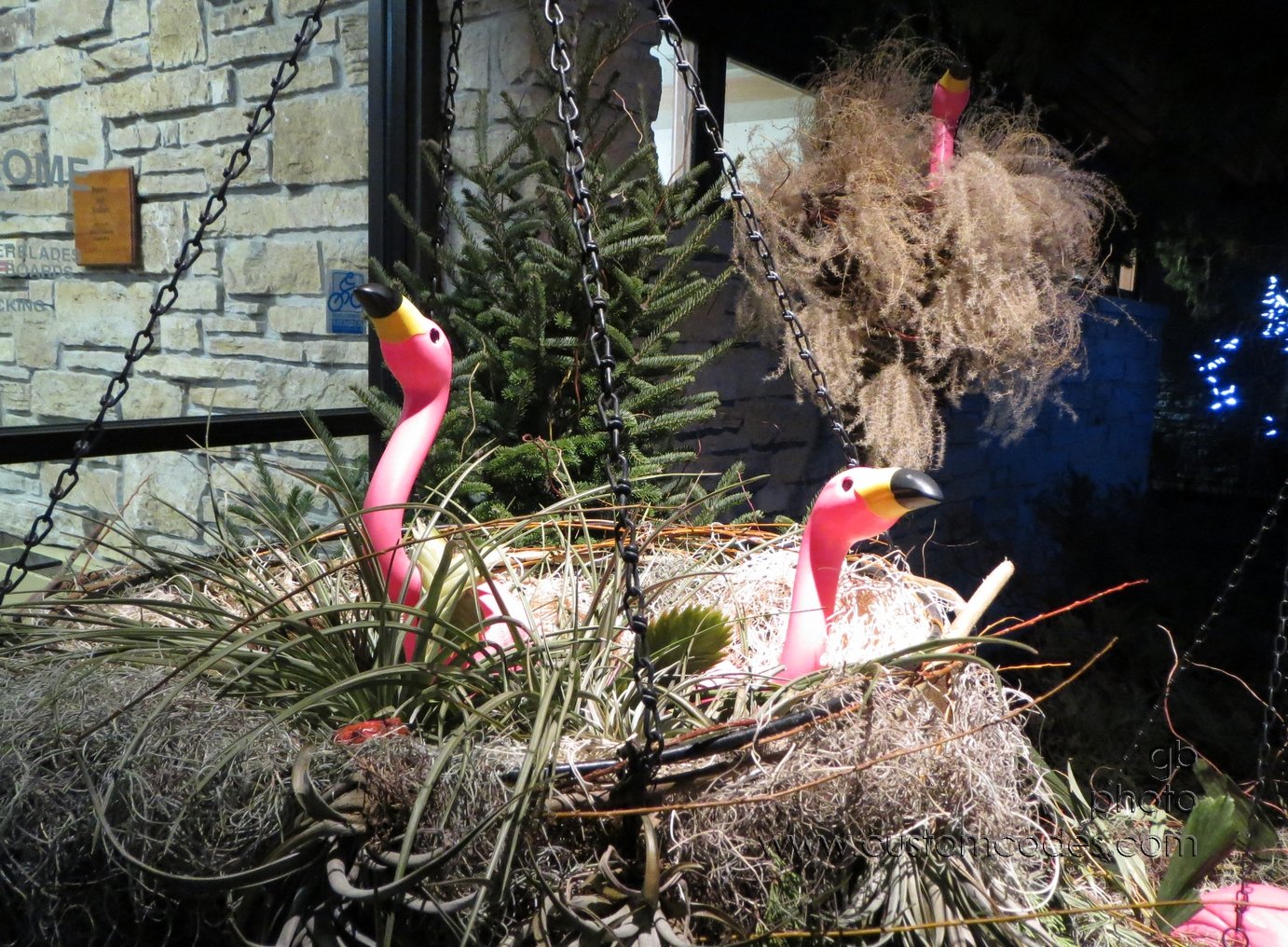 flamingos_20121205