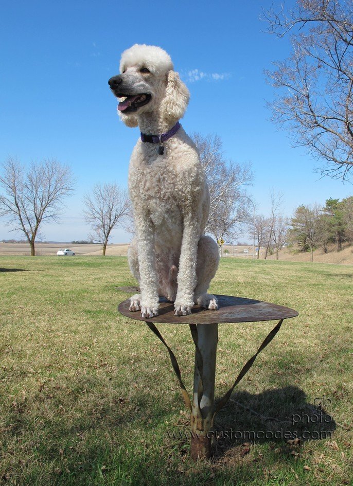Elwood_20120324