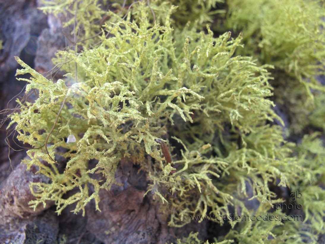 MontanaGreen_20120325