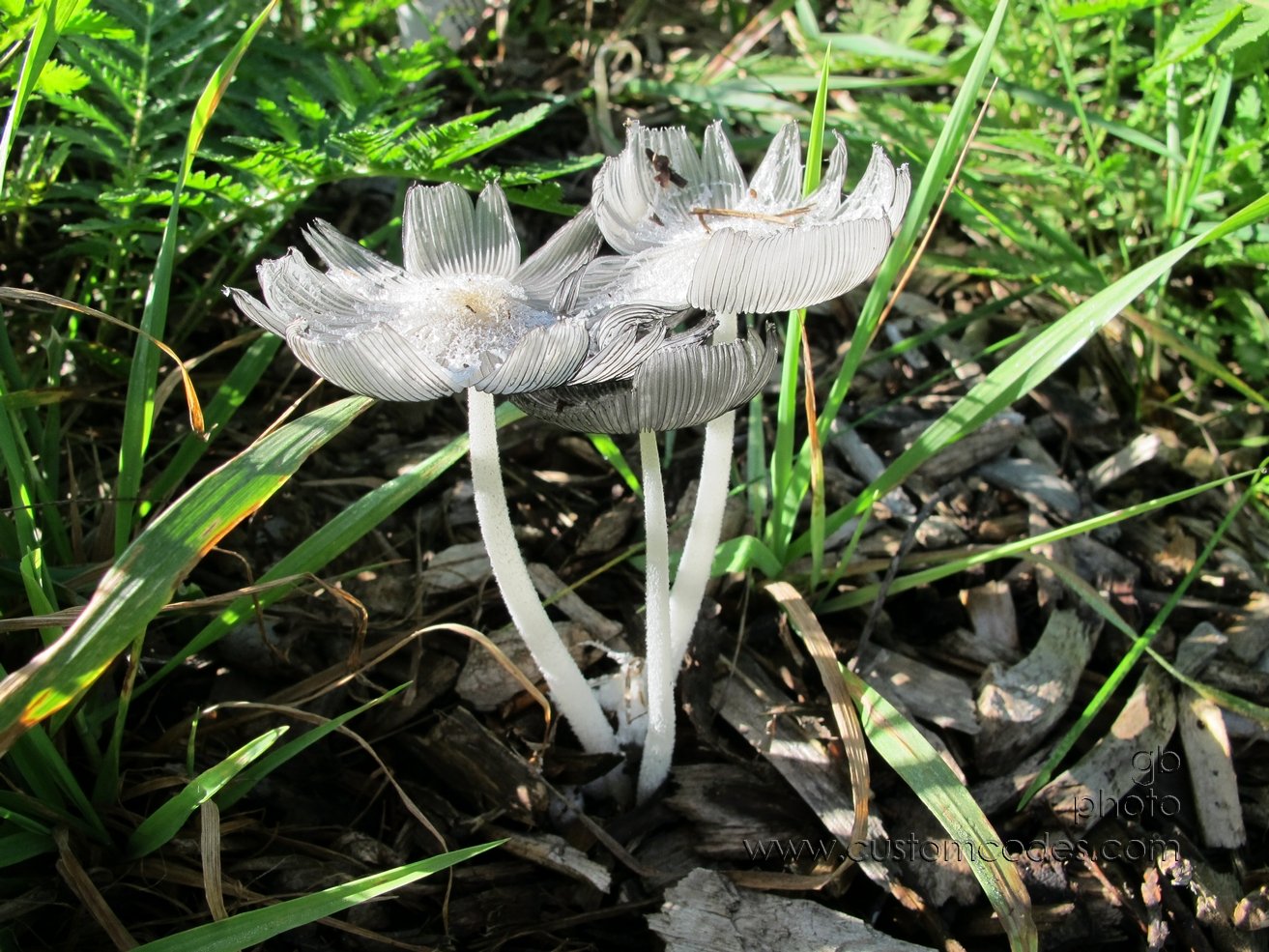 NelsonDogParkMushrooms