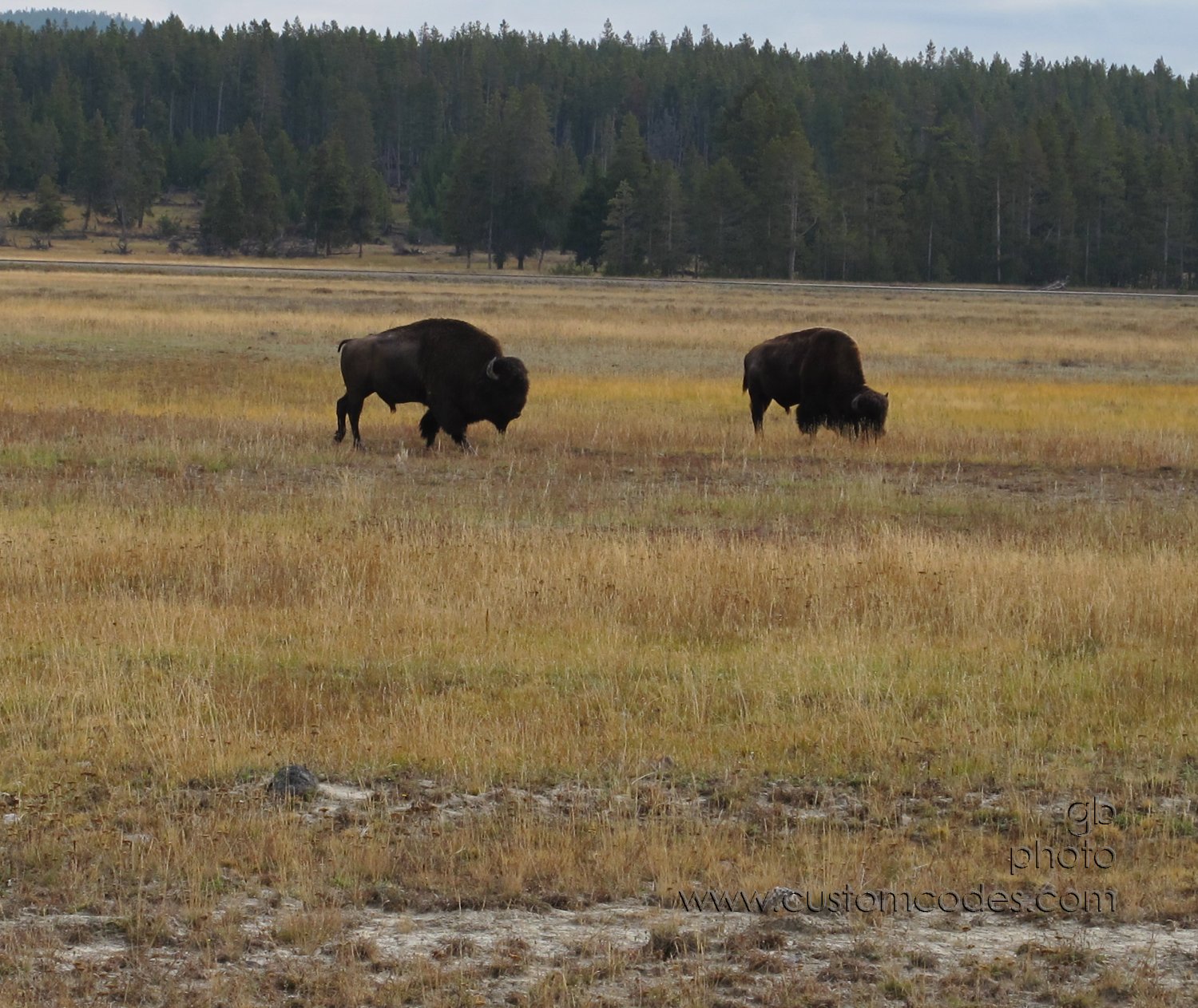 yellowstoneBuffalo