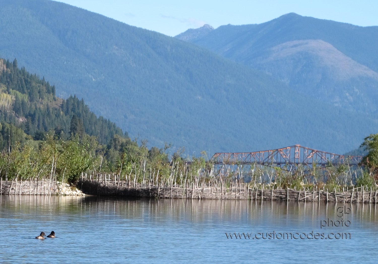 divingDucksNelsonDogPark