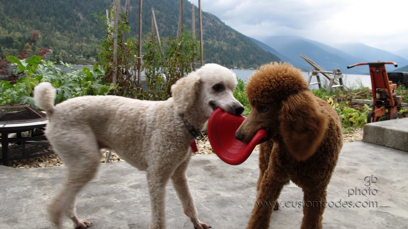 FrisbeeTug