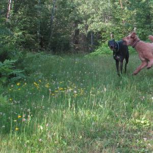 CiCoch_Hal_20150711