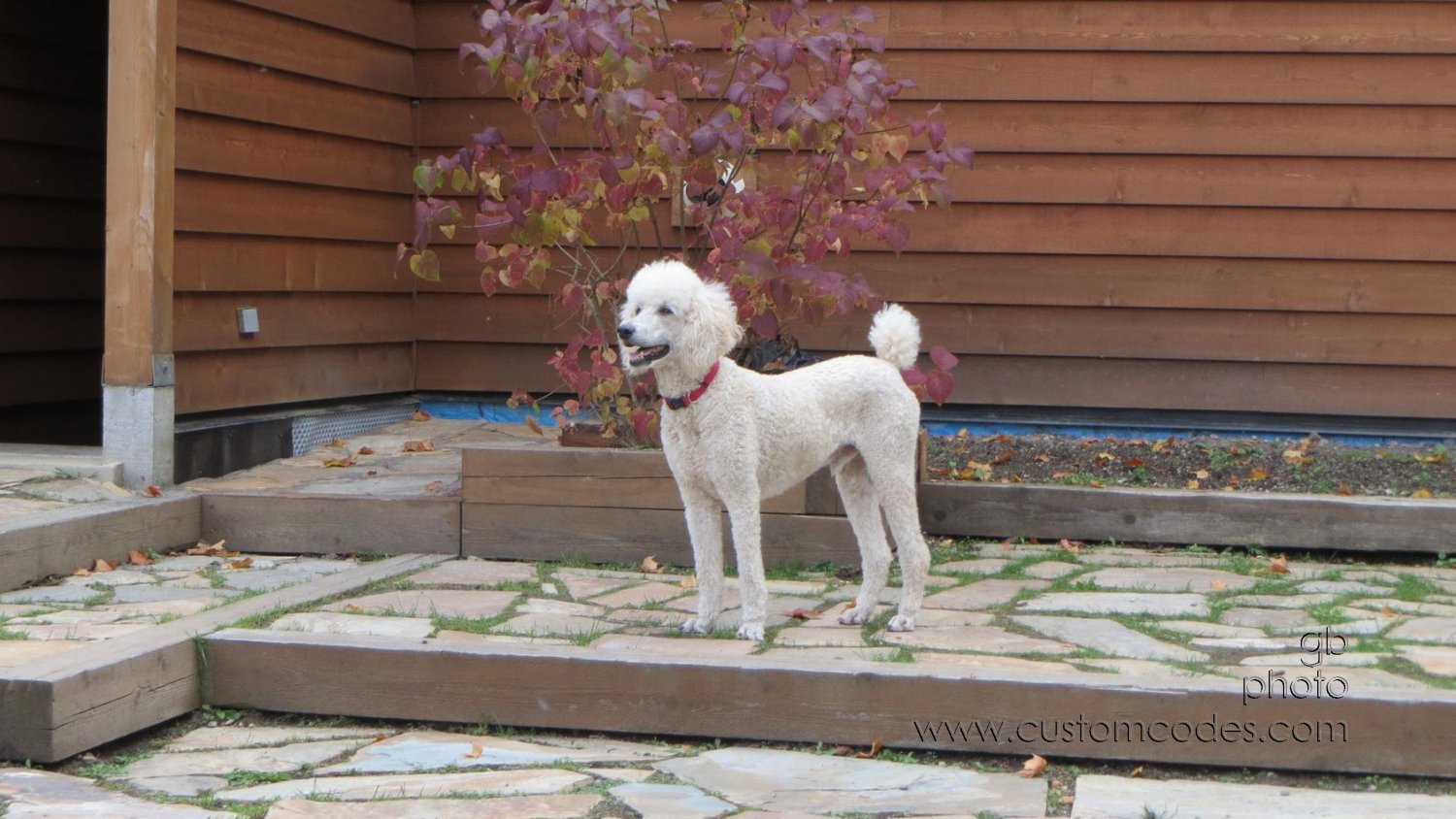 Elwood_20150924