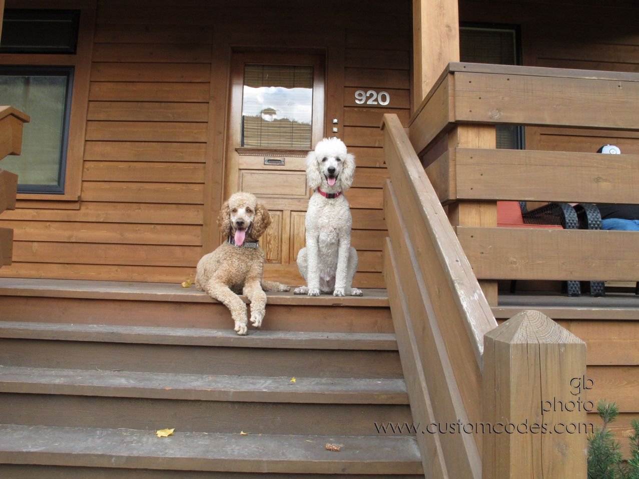cityDogs-20150926