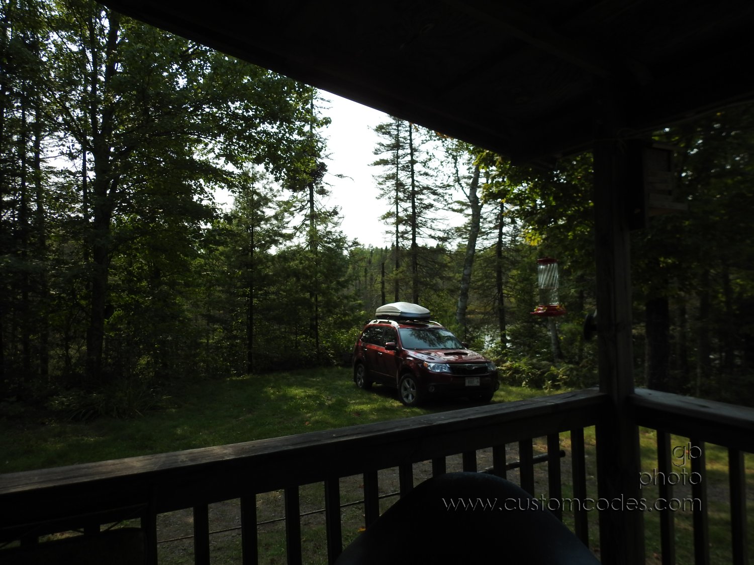 20170901_nuthatchsBrokenTreeBehindCar