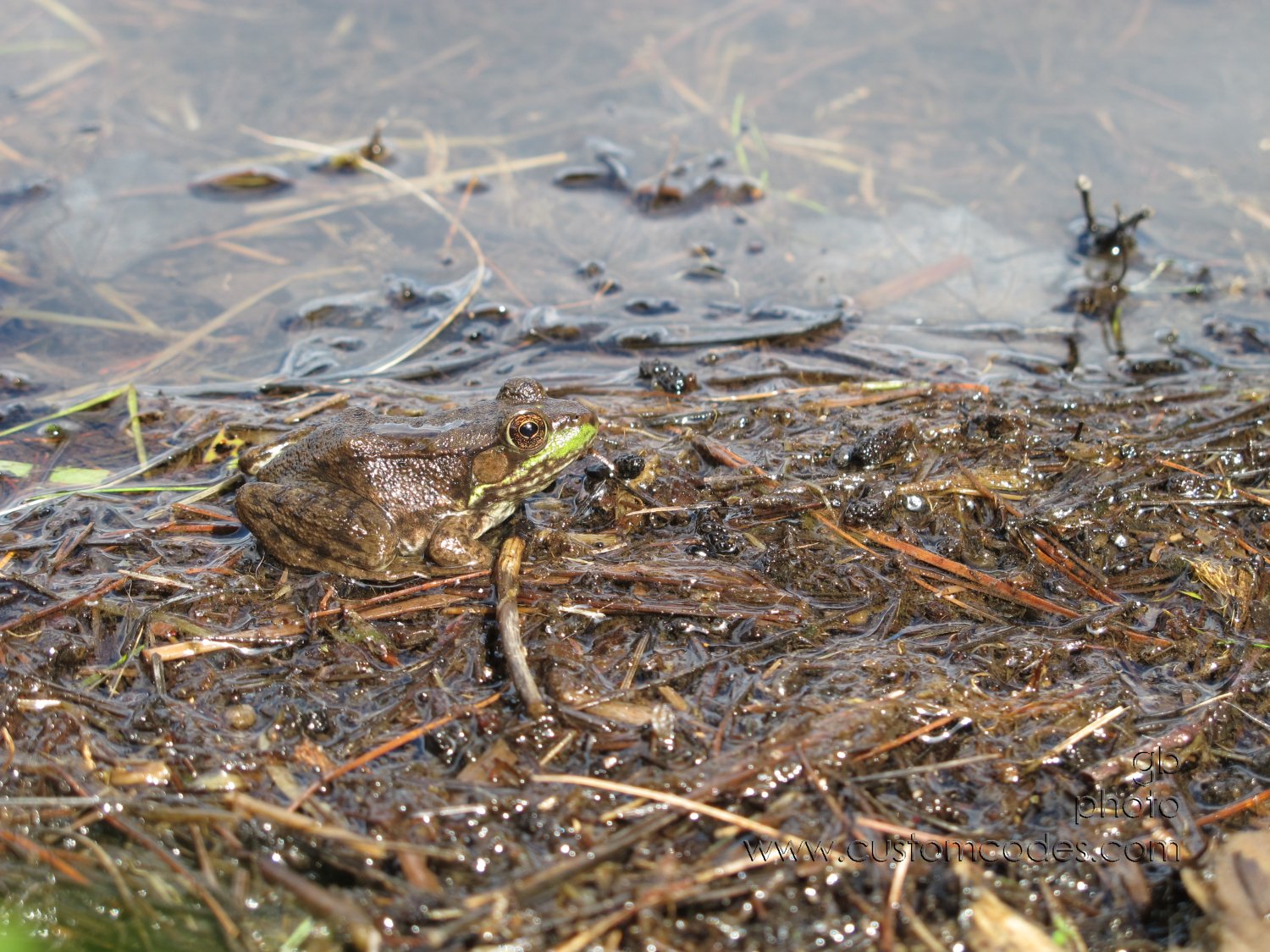 20170829_FrogFriend