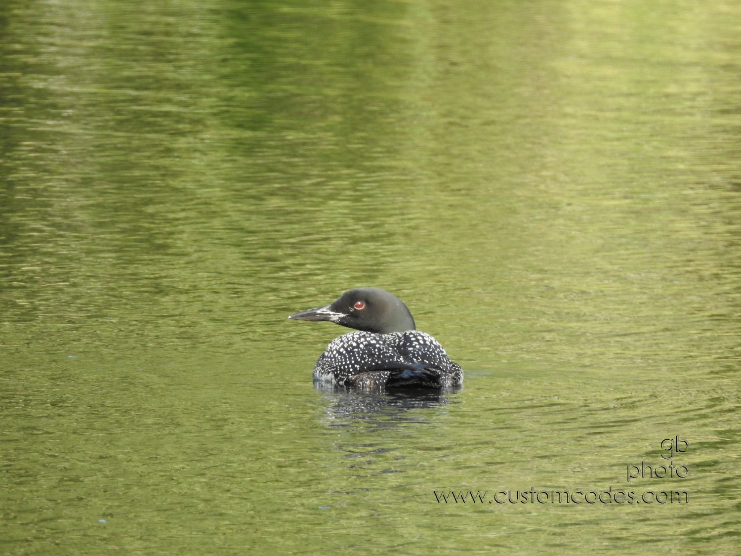 20170831_loon9