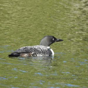 20170831_loon8