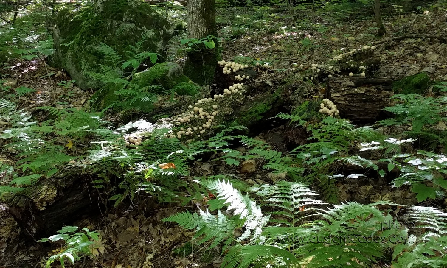 20170831_Shrooms