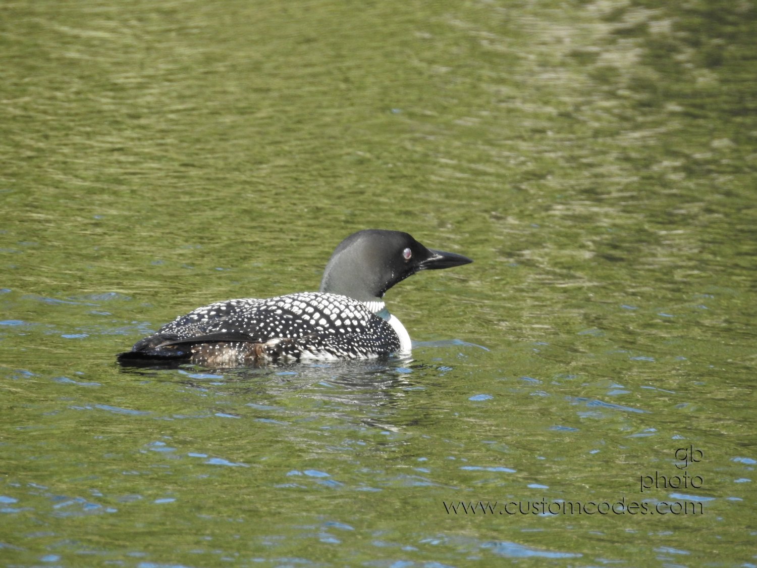 20170831_loon8