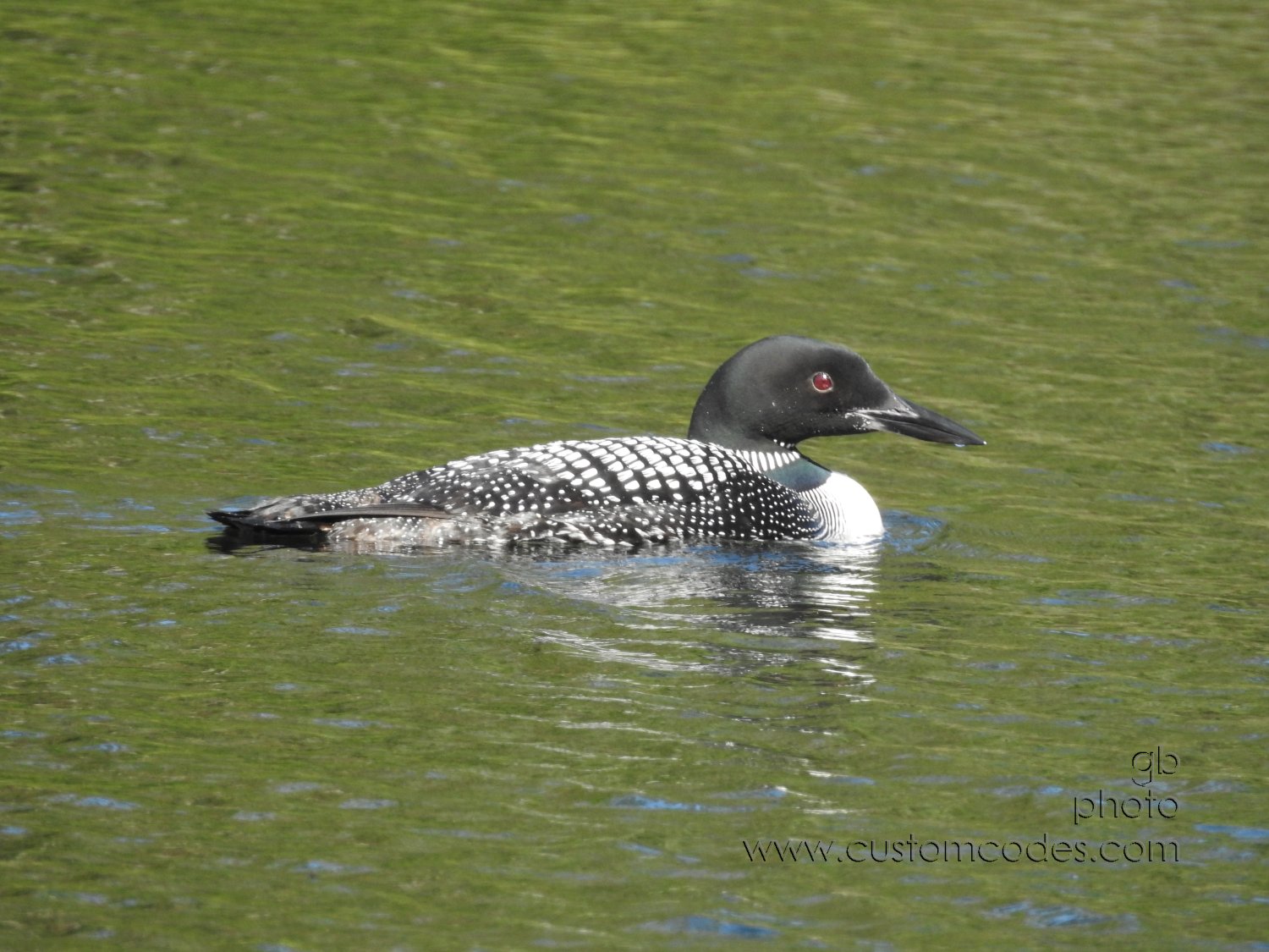 20170831_loon7