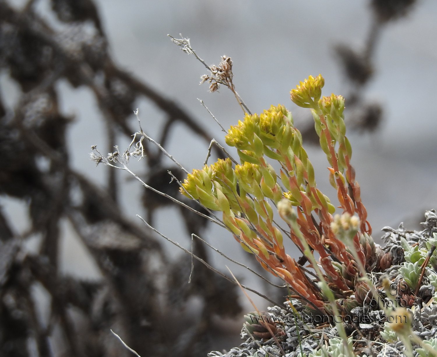 YellowFlowersOnLakeCliff