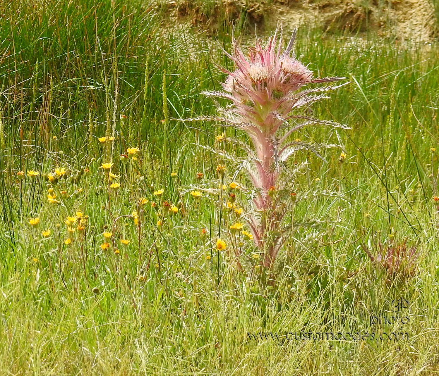ElkThistle_1