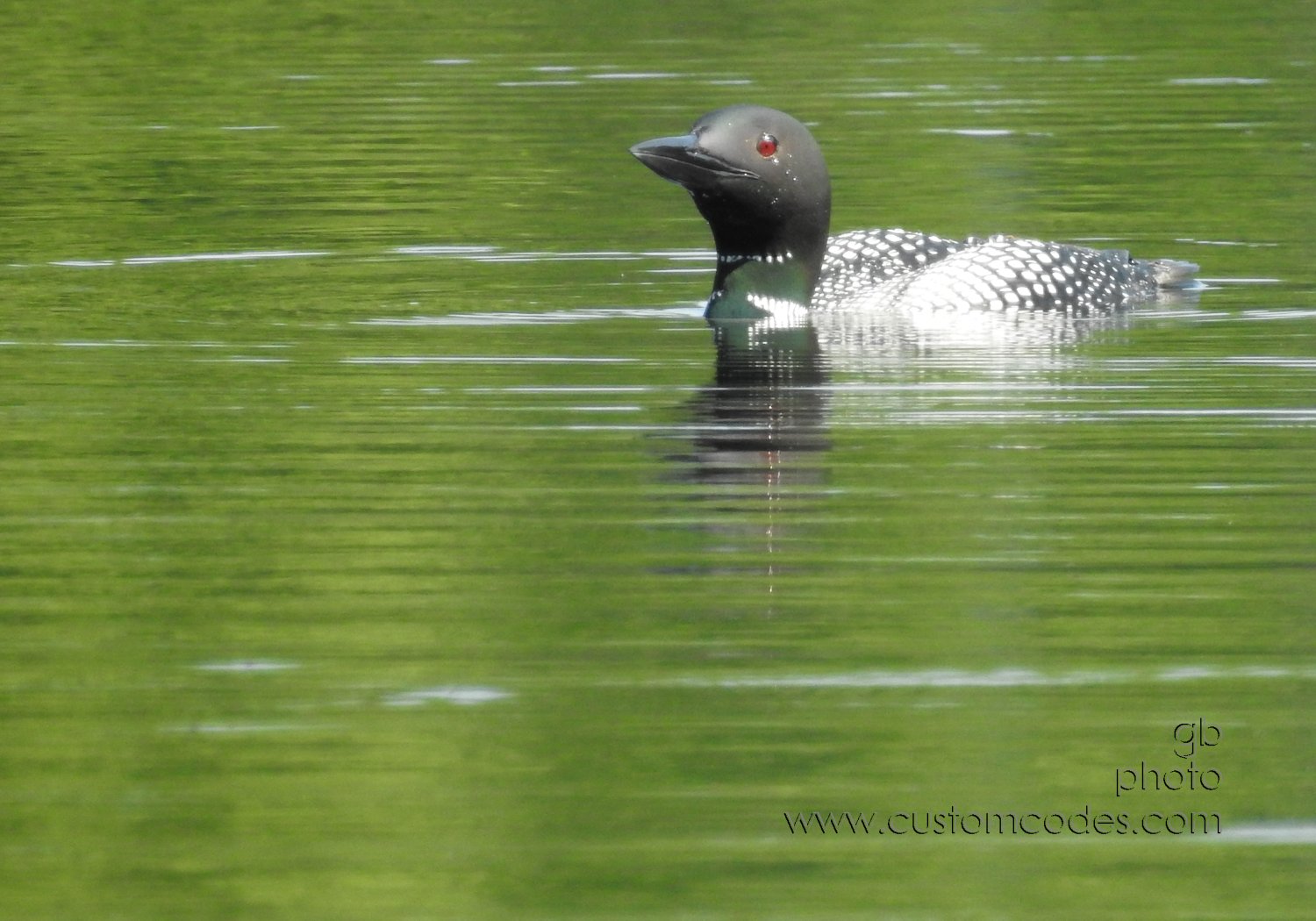 Loon_202107_6