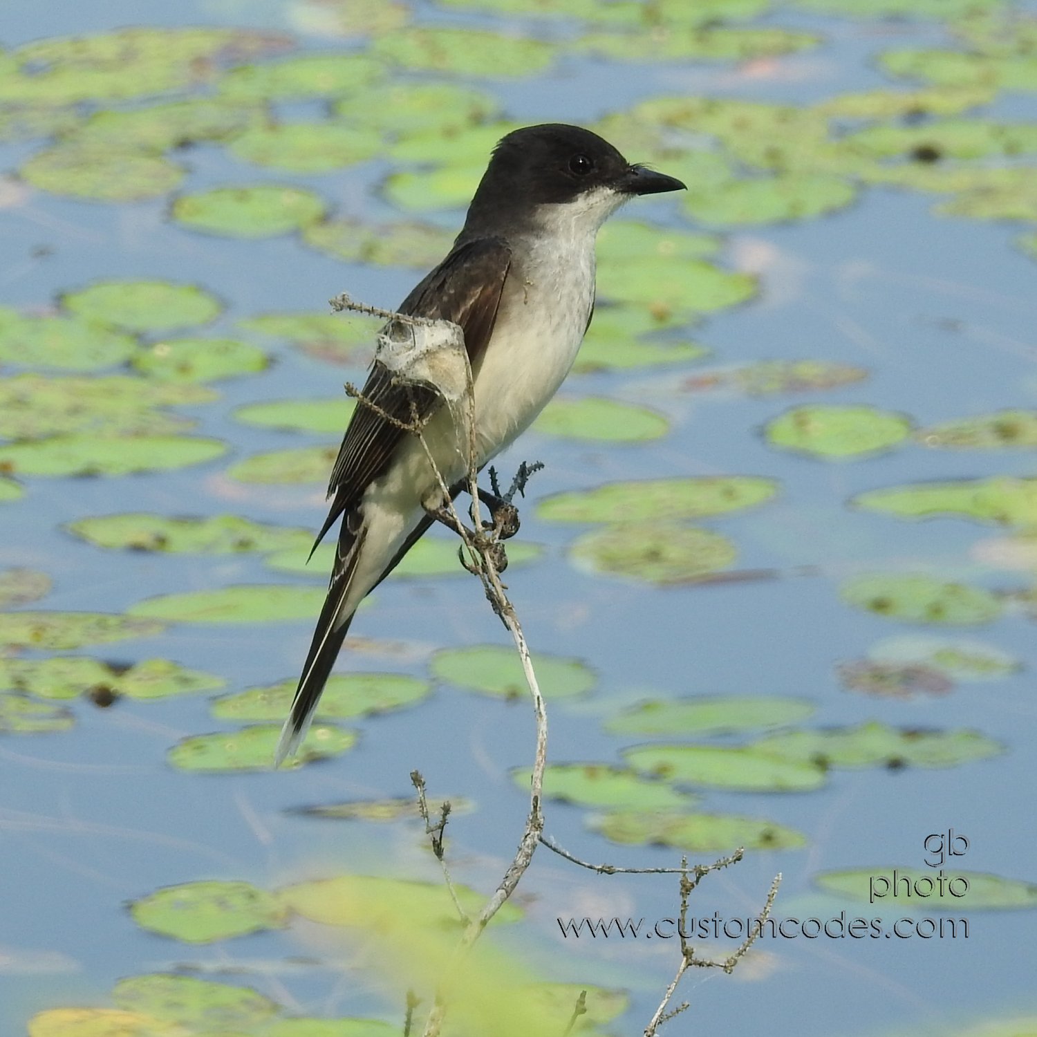 EasternKingbird_20210703