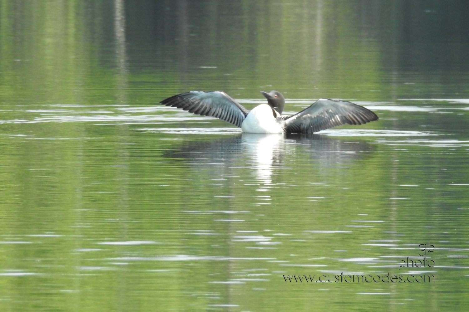 Loon_202107